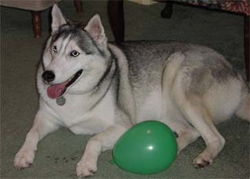 Malibu Husky